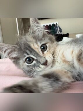 Meet your Posher, Maya